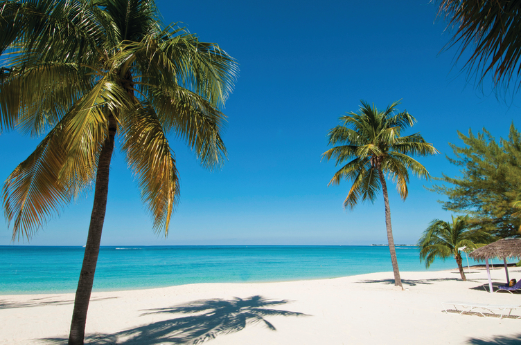 Coconut tree-lined beach